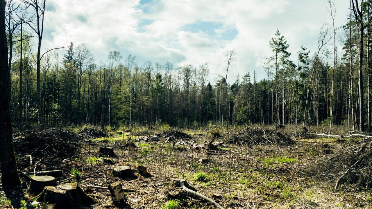 What Happens to Mulcher Teeth When You Push Ground Speed Too Hard in Dense Brush